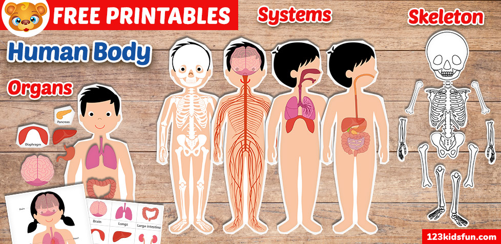 Human body systems for kids free printables