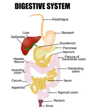 Digestive system activity sheet