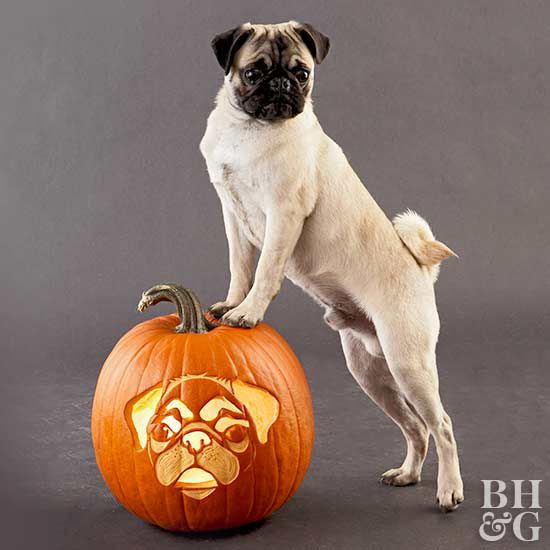 Free fun and easy dog pumpkin carving stencils