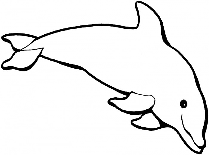 Dolphin