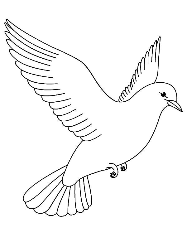 Dove coloring pages