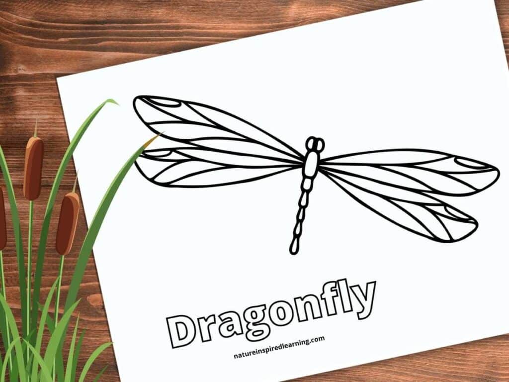 Realistic dragonfly coloring pages