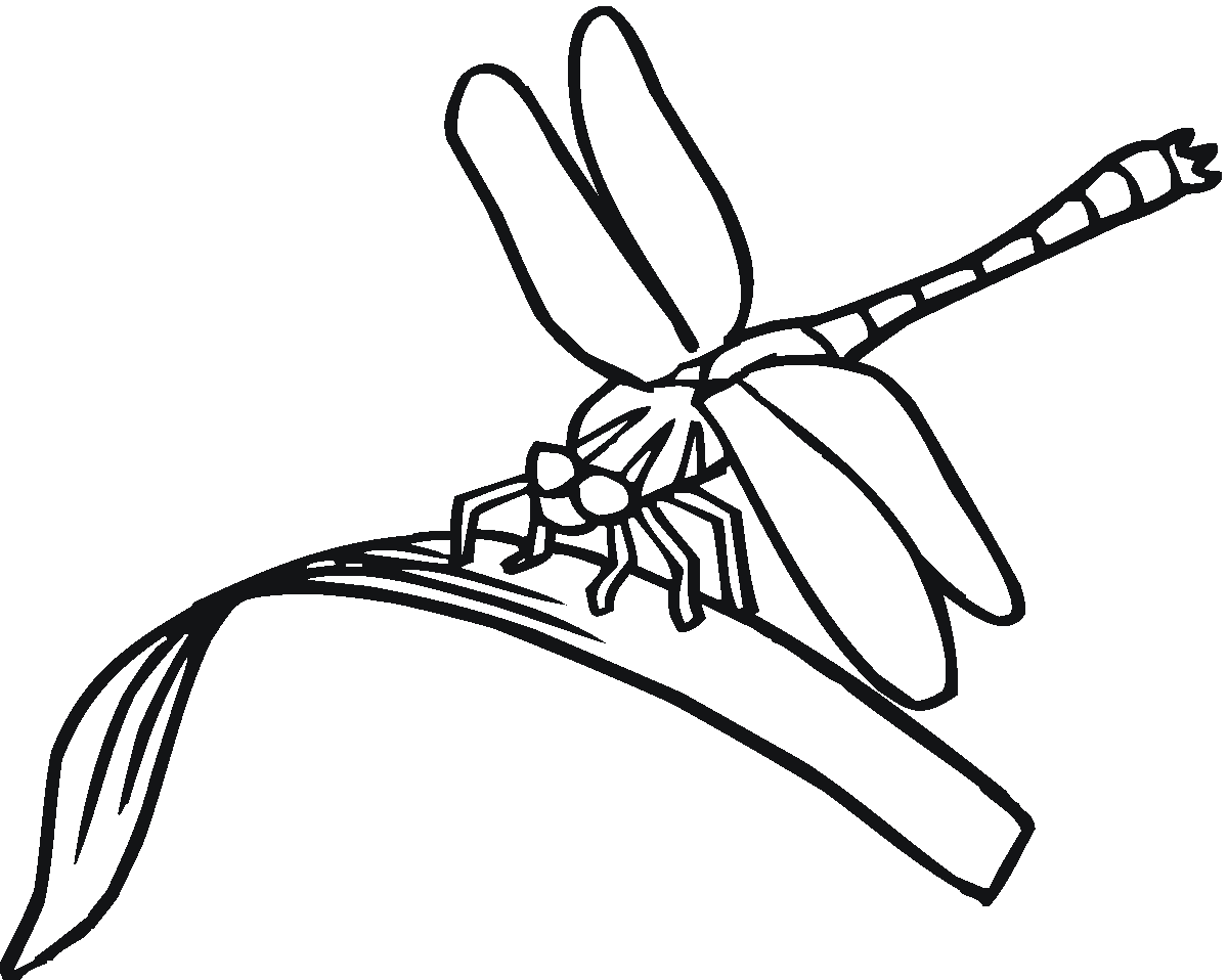 Free printable dragonfly coloring pages for kids