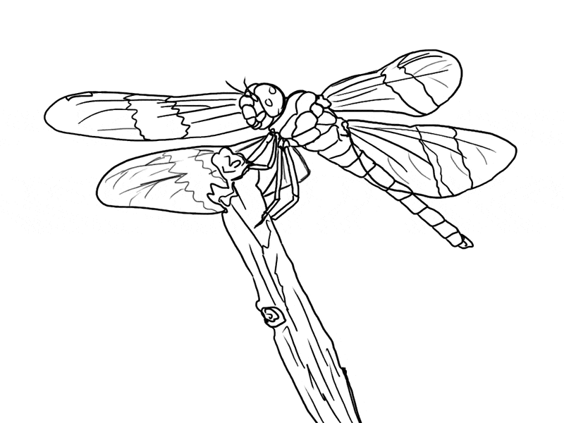 Free dragonfly coloring page