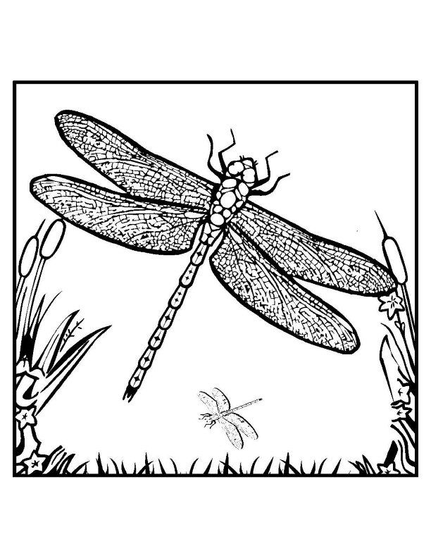 Awesome kids colouring pages of dragonfly detailed coloring pages fairy coloring pages coloring pages
