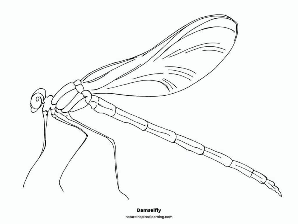 Realistic dragonfly coloring pages