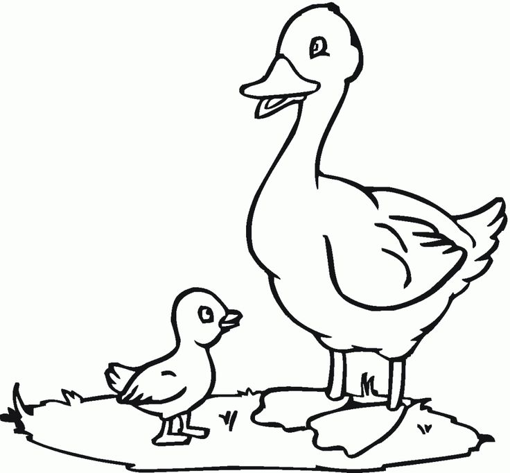 Nice duck coloring page bird coloring pages free coloring pages kids printable coloring pages