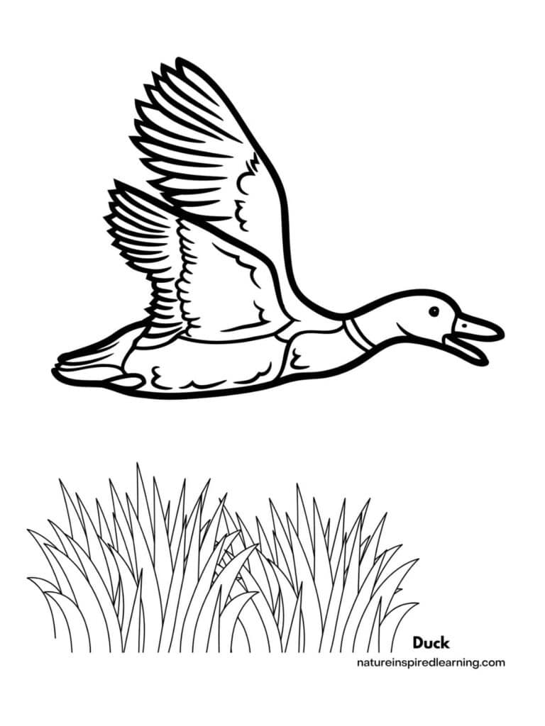 Realistic duck coloring pages