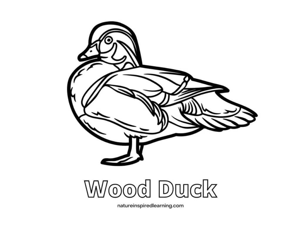 Realistic duck coloring pages