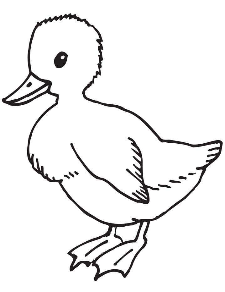 Duckling free printable coloring page