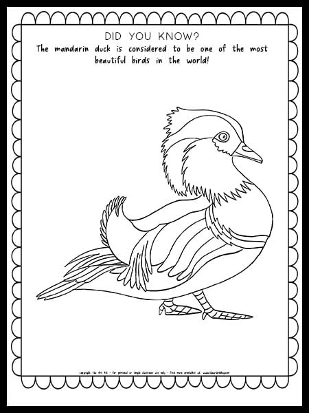 Mandarin duck coloring page with fun fact free printable â the art kit