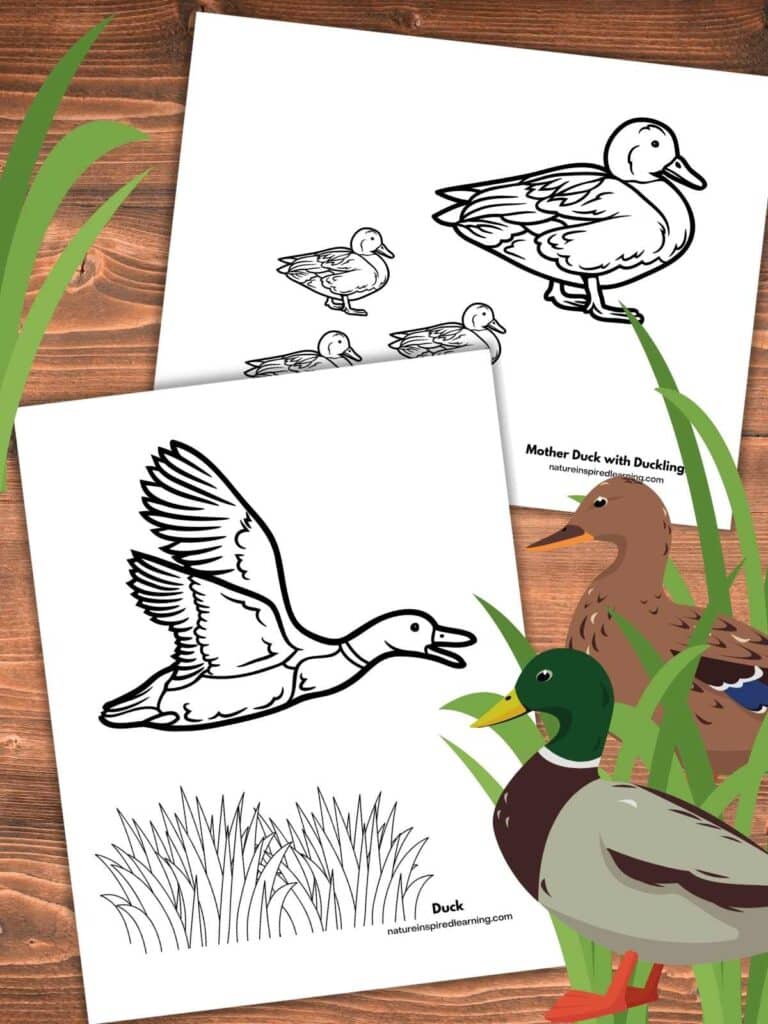 Realistic duck coloring pages