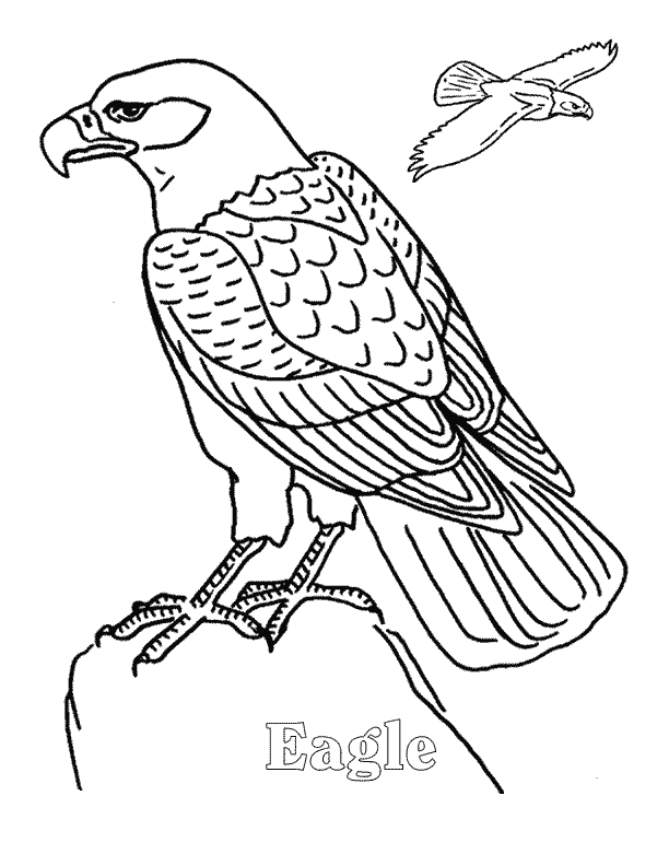 Eagle coloring page