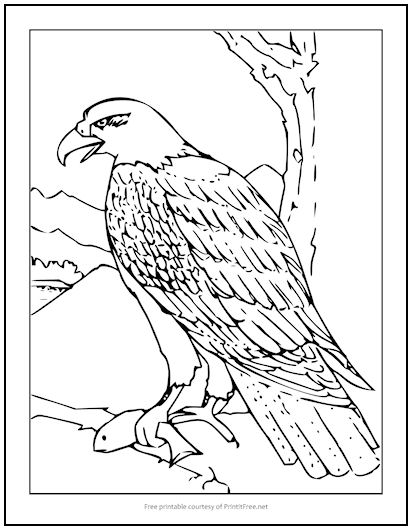 Bald eagle coloring page print it free