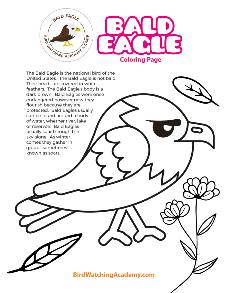 Bald eagle coloring page