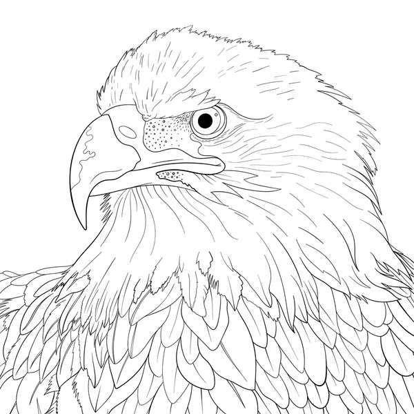 Detailed eagle coloring page royalty