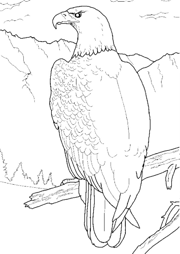 Coloring pages free printable eagle coloring pages for kids