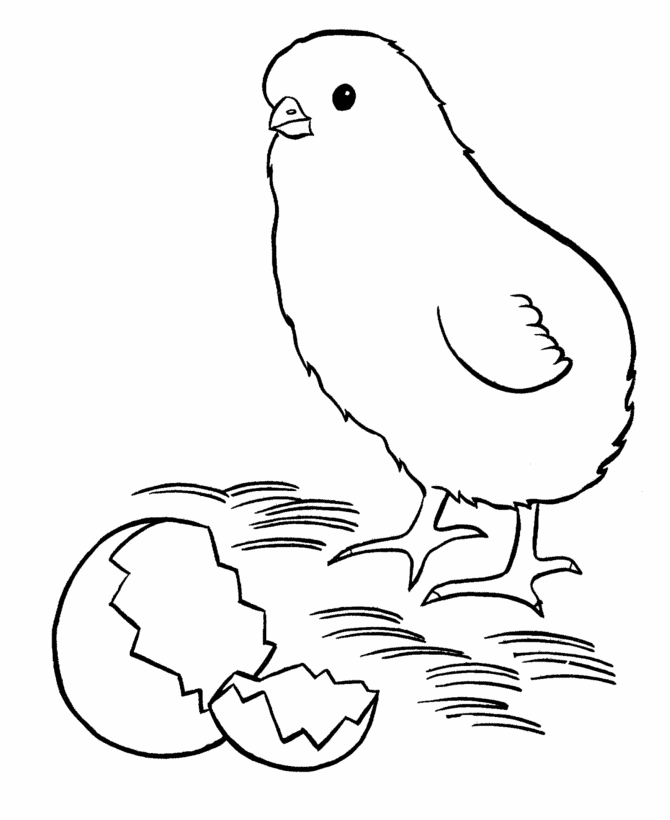 Easter chick coloring pages