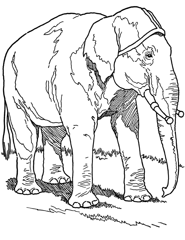 Elephant coloring pages