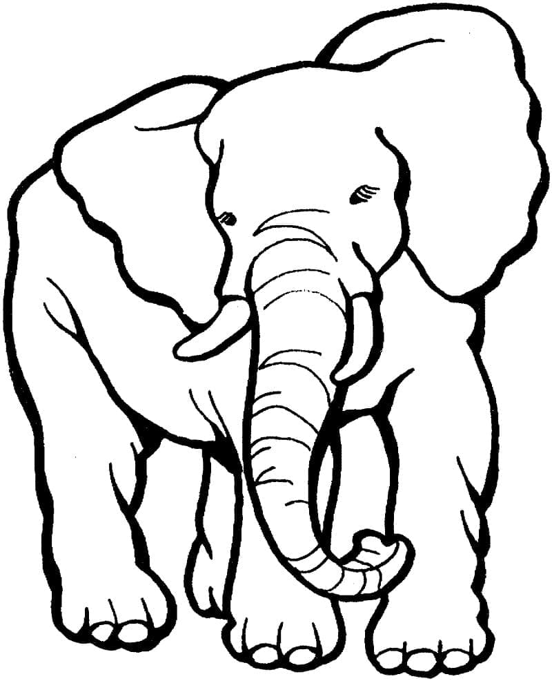 An elephant coloring page