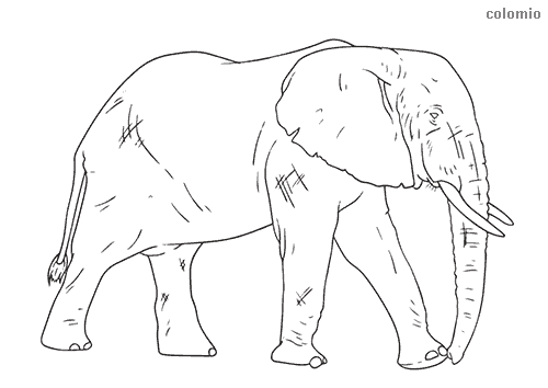 Elephants coloring pages free printable elephant coloring sheets