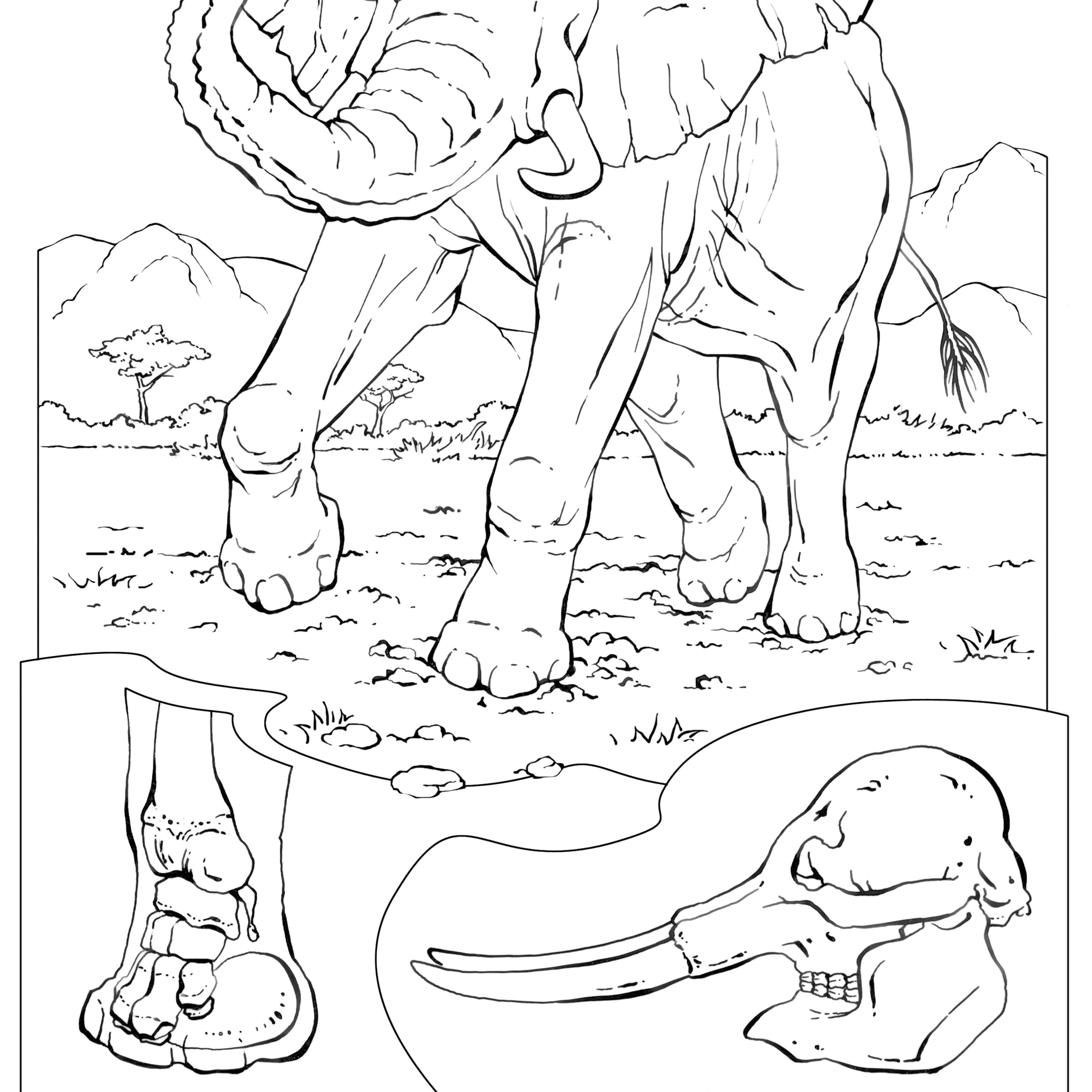 Coloring book animals a to i