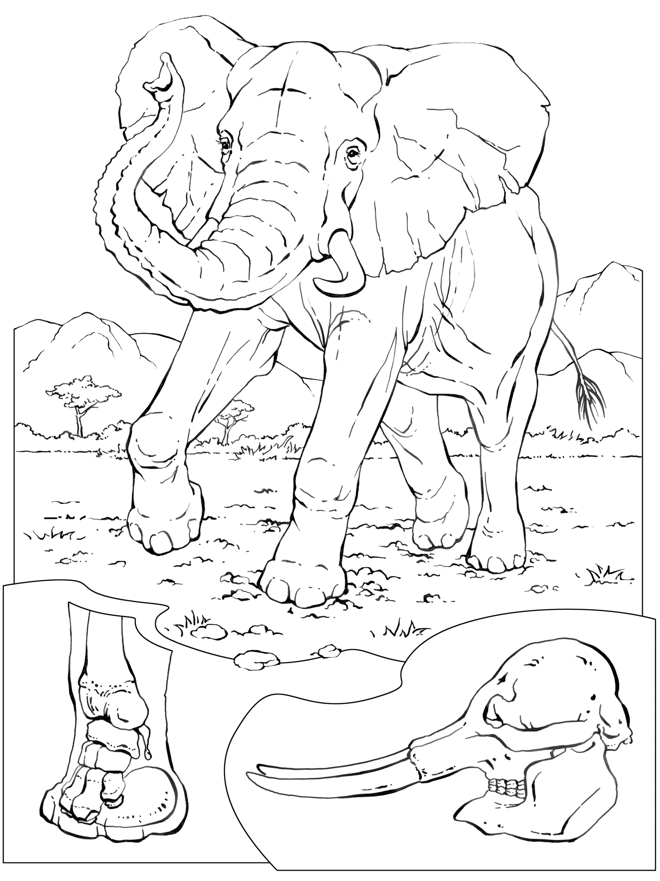 Coloring book animals a to i