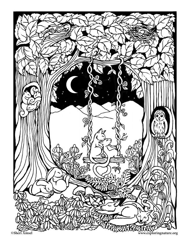 Sleepy forest â coloring nature enchanted forest coloring forest coloring book forest coloring pages