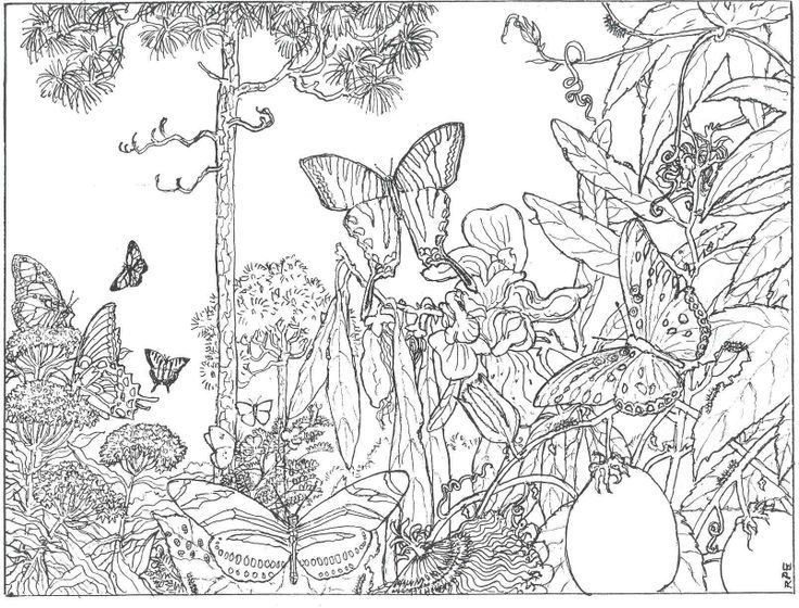 Inspirational coloring pages from secret garden enchanted forest and other coloring bookâ butterfly coloring page detailed coloring pages coloring pages nature