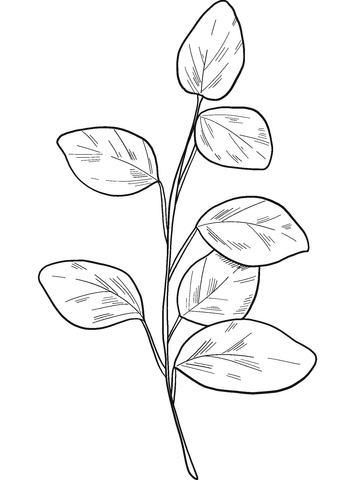 Eucalyptus branch coloring page free printable coloring pages