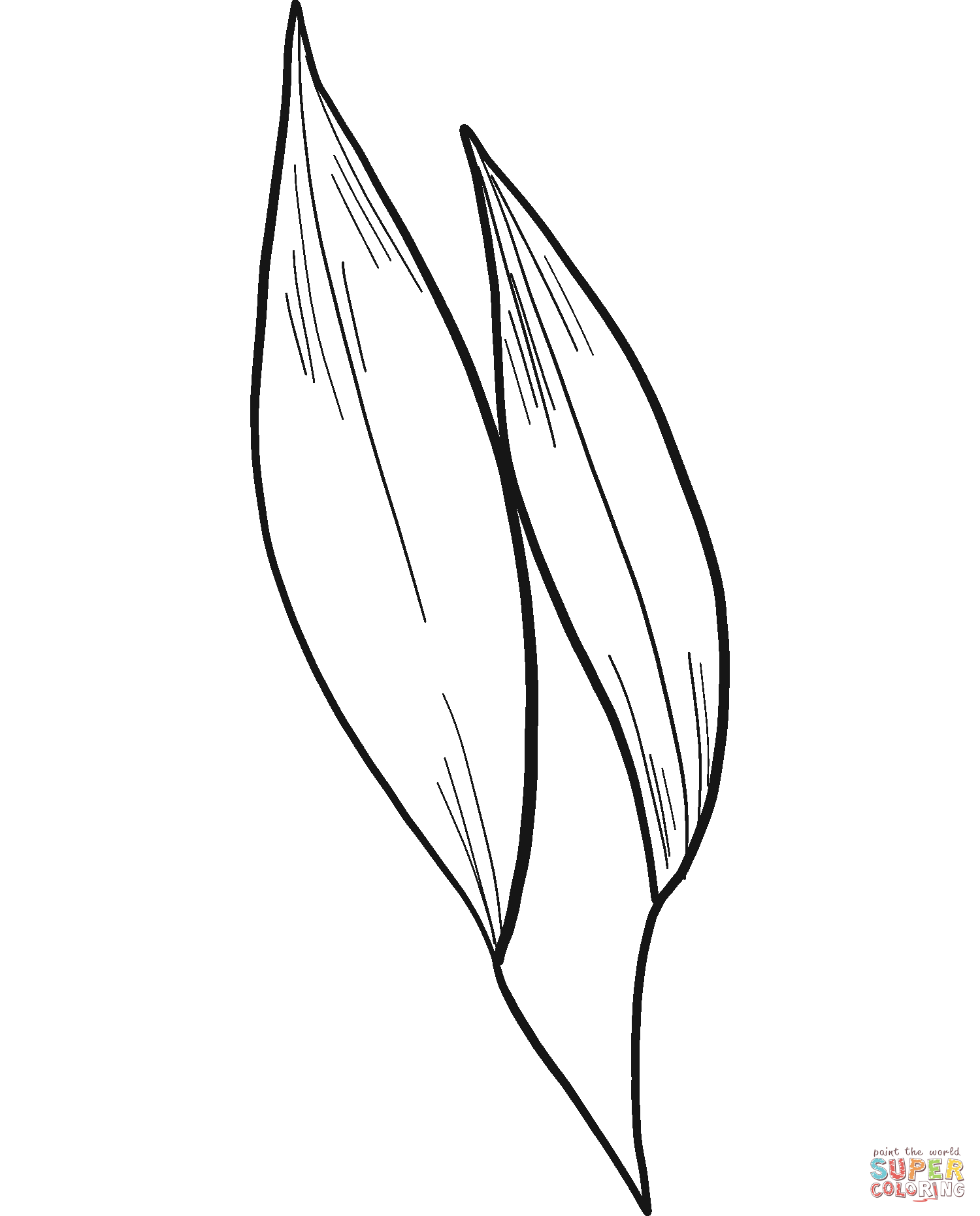 Eucalyptus leaves coloring page free printable coloring pages