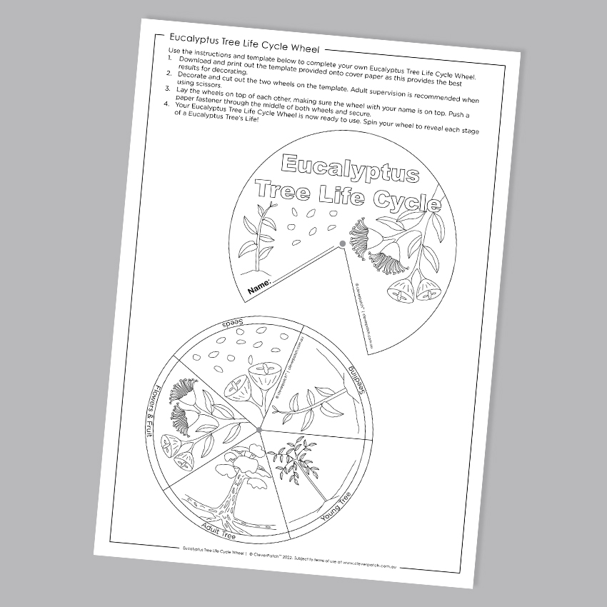 Eucalyptus tree life cycle wheel paper card