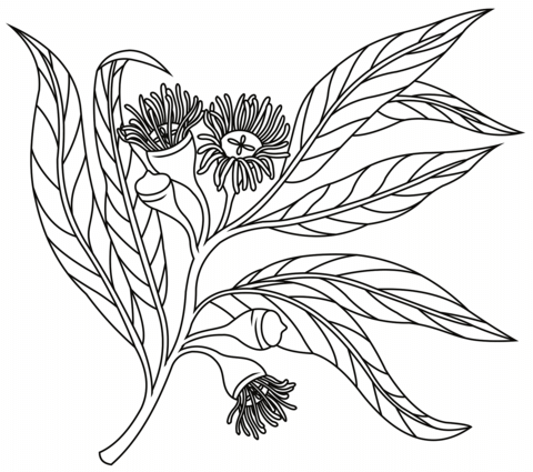 Eucalyptus coloring page free printable coloring pages
