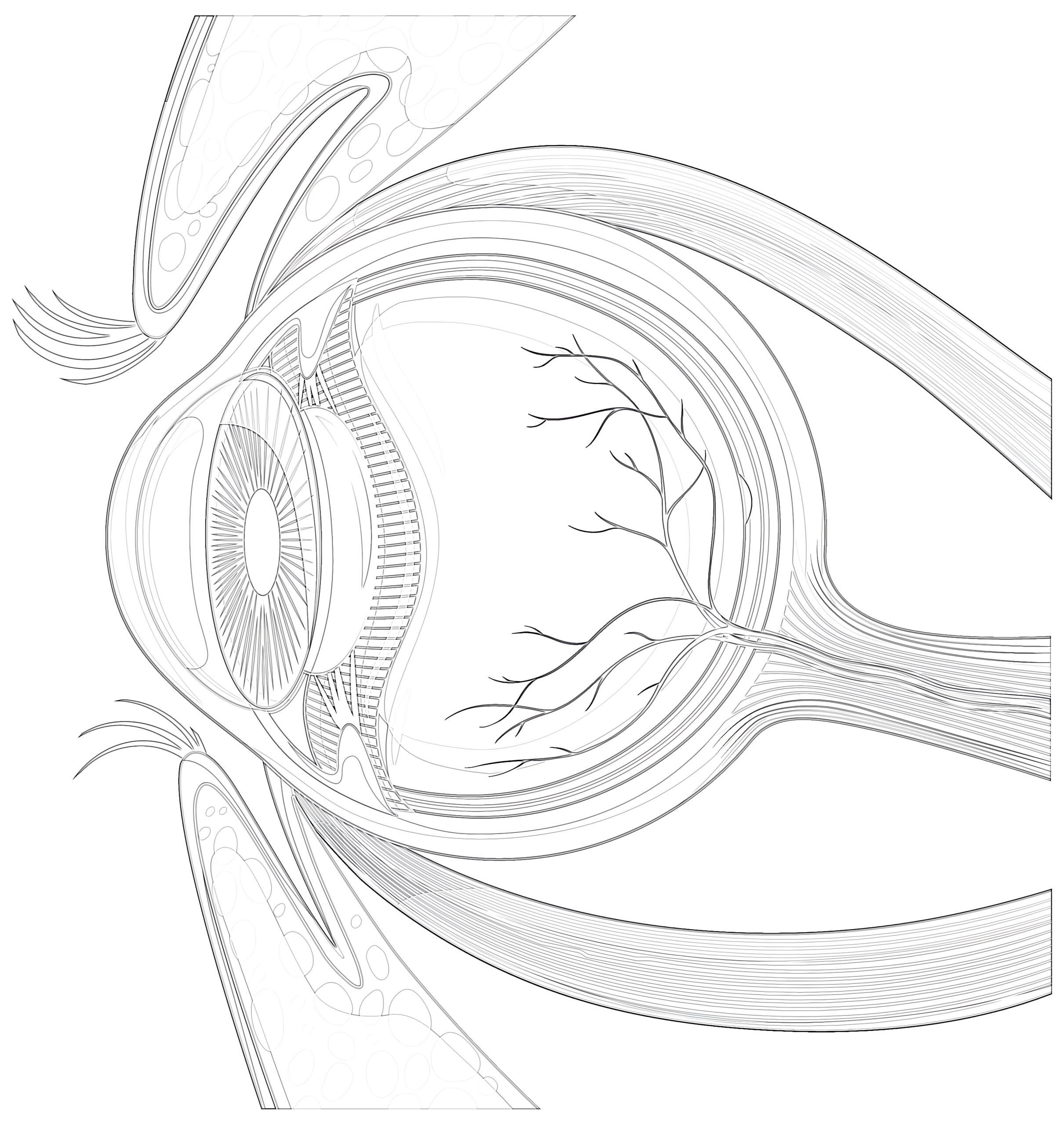 Human eyeball anatomy coloring page