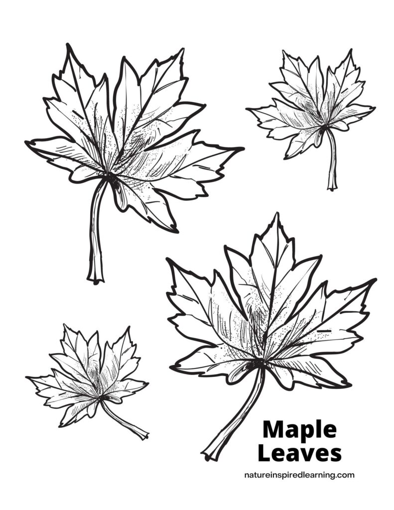 Fall leaf coloring pages perfect for autumn