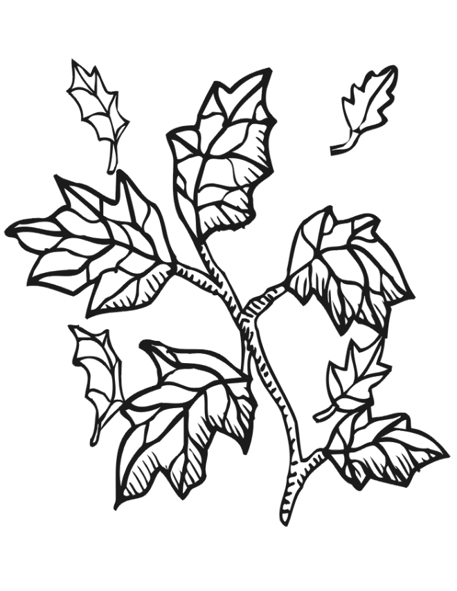 Autumn leaves coloring page fall leaves