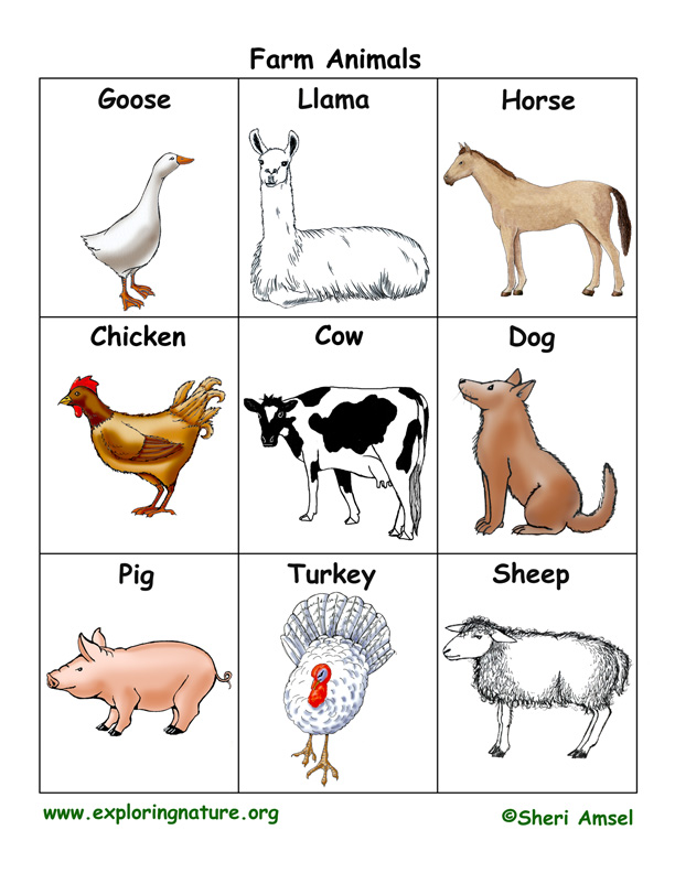 Farm animal flashcards