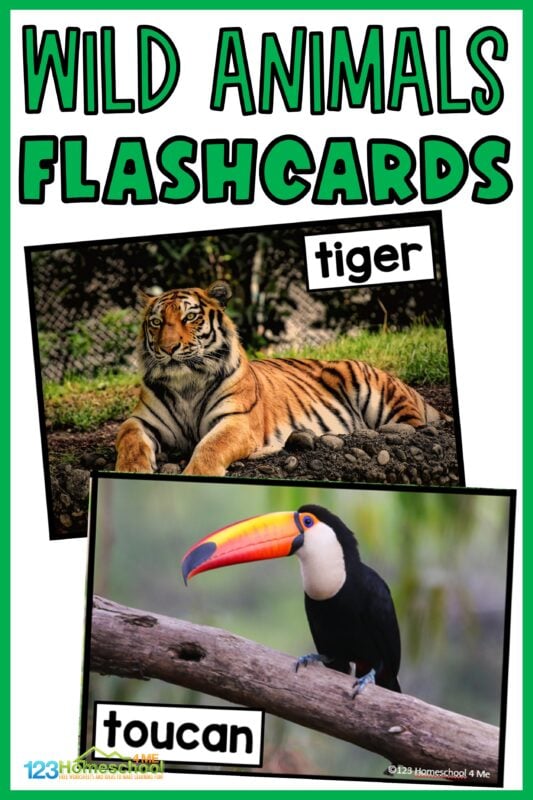 Ð free printable wild animal flashcards with real pictures