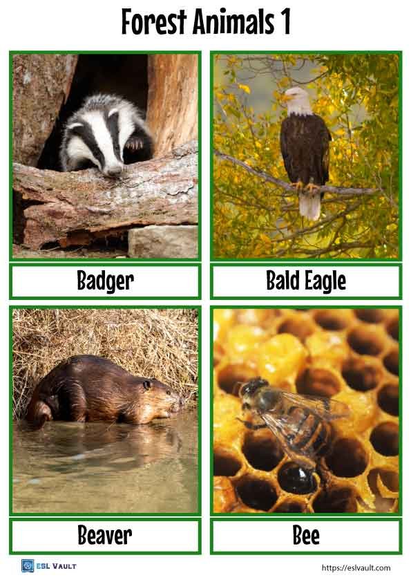 Free forest animals flashcards pdf