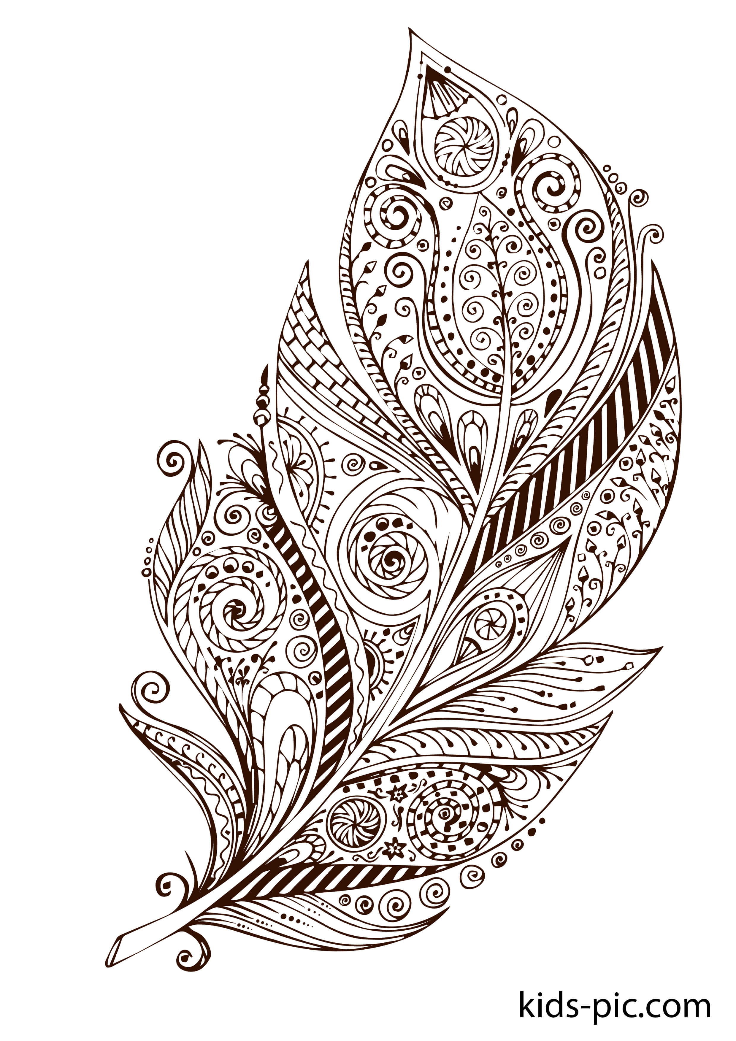 Bird feather coloring pages kids