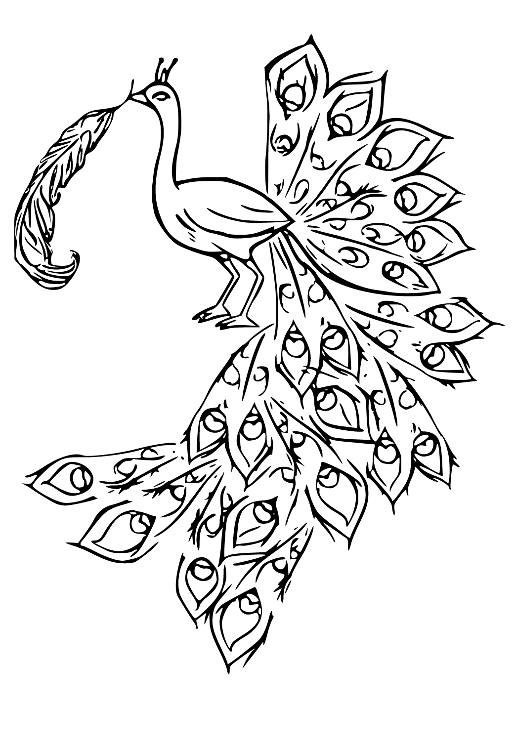 Free printable peacock feather coloring page for adults and kids