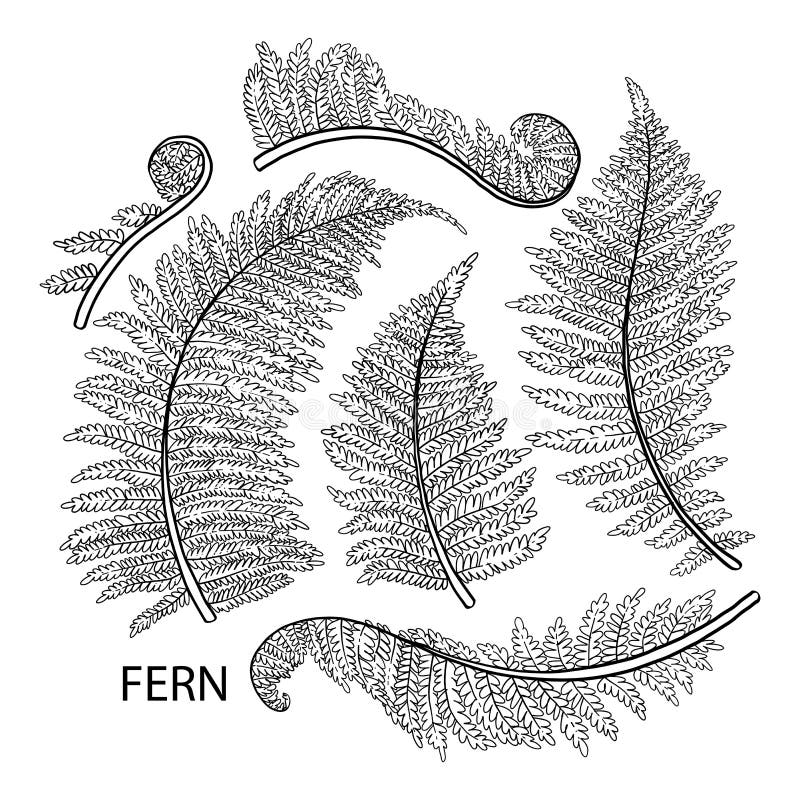 Coloring fern stock illustrations â coloring fern stock illustrations vectors clipart