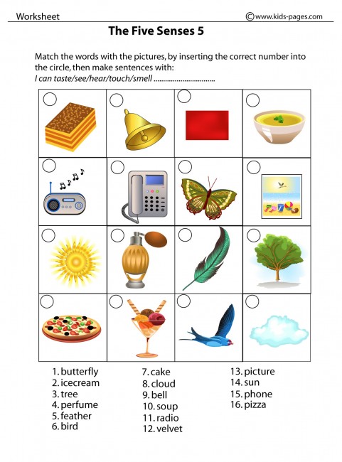 The five senses worksheet