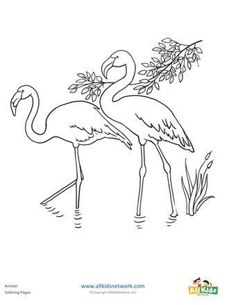 Flamingo coloring page all kids network