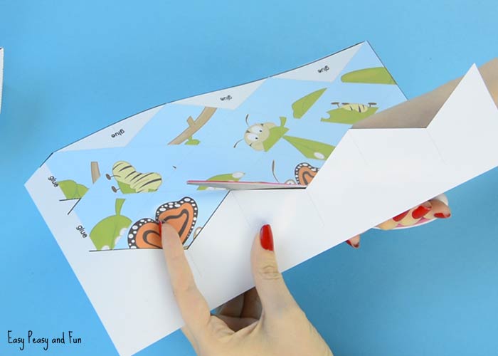 Butterfly life cycle paper toy craft