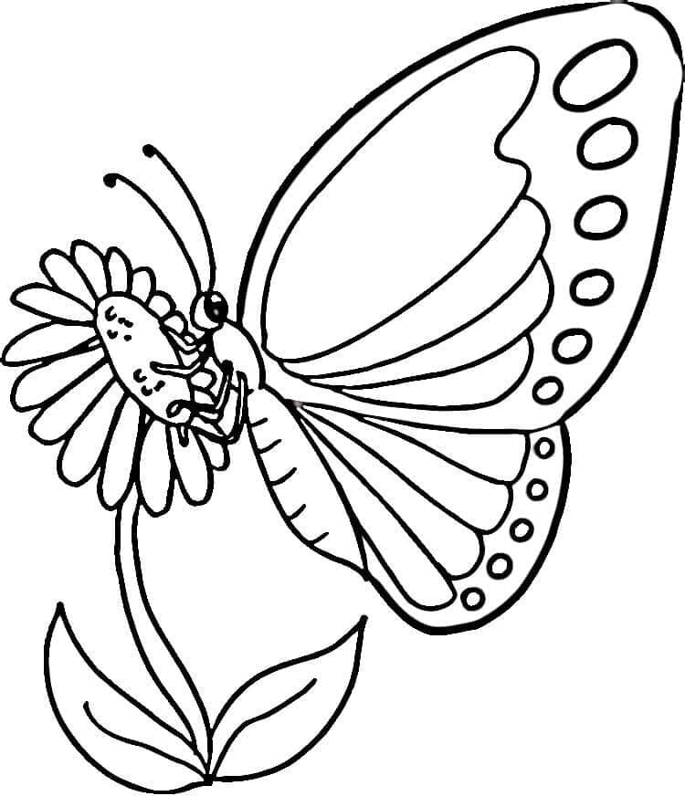 Butterfly on a flower coloring page