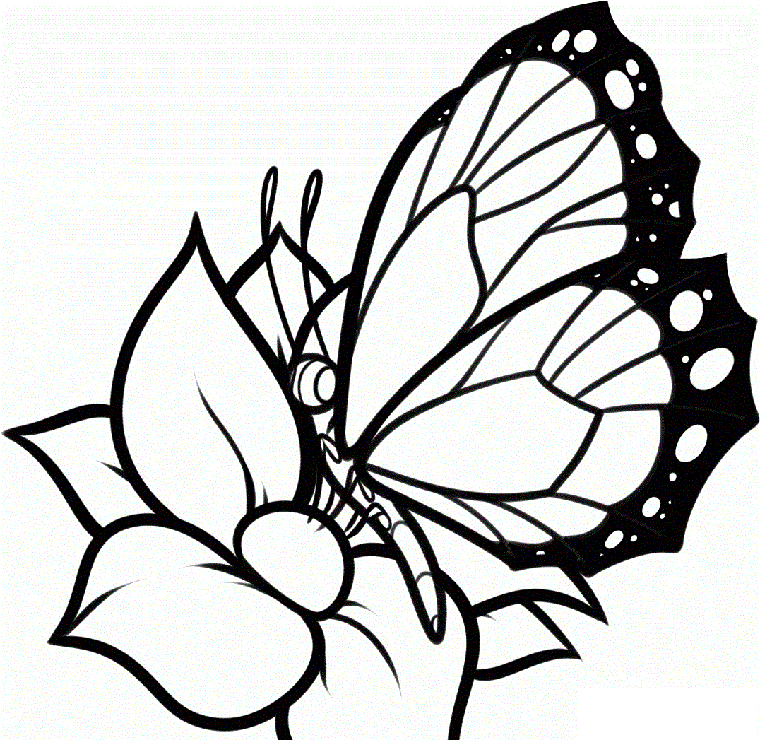 Free printable butterfly coloring pages for kids butterfly coloring page flower coloring pages flower drawing