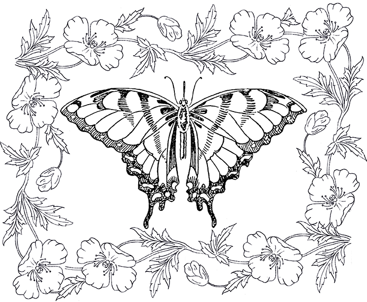 Butterfly coloring pages for adults