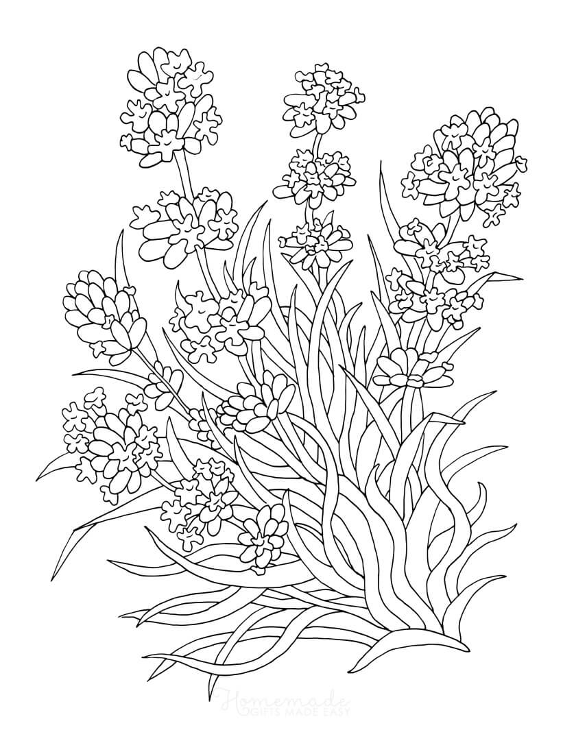 Printable flower coloring pages for adults