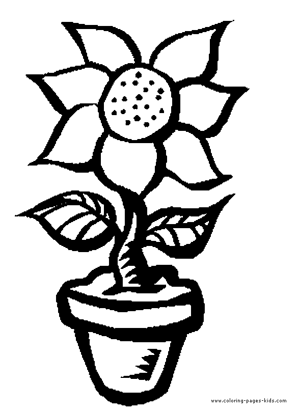 Sunflower in a pot color page